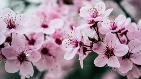 1 Martie 2024: Ce semnificație are această zi?